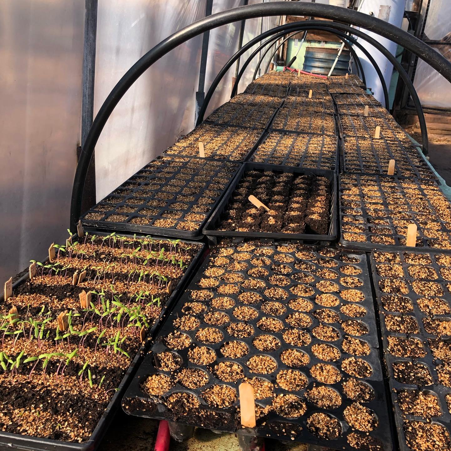 In the greenhouse it&rsquo;s always a nice day.  Let us know if you want to join us this season.