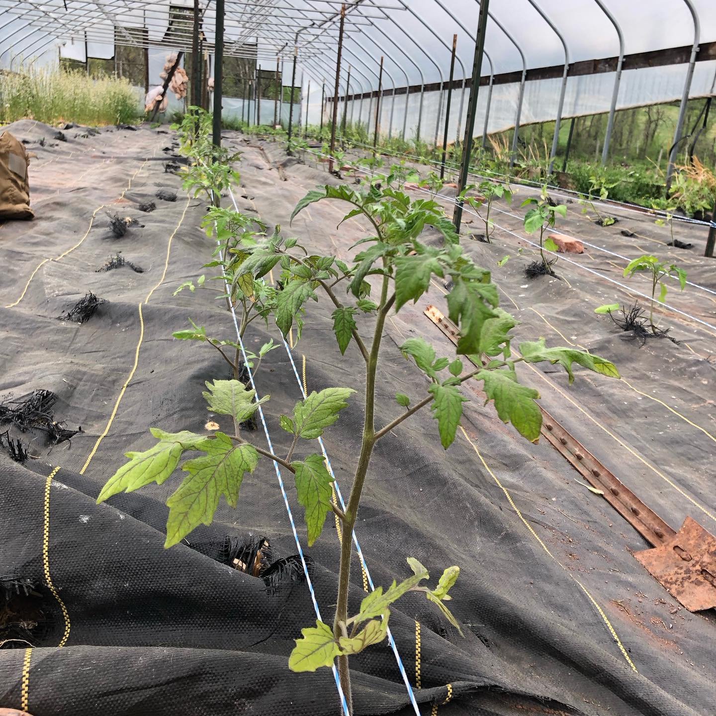 This morning I set about my work which was to stake the tomatoes upright. Every year I tell myself I will do it sooner than the year before. Before the plants begin to beg for vertical support. I&rsquo;d say this year I have lived up to my promise I&