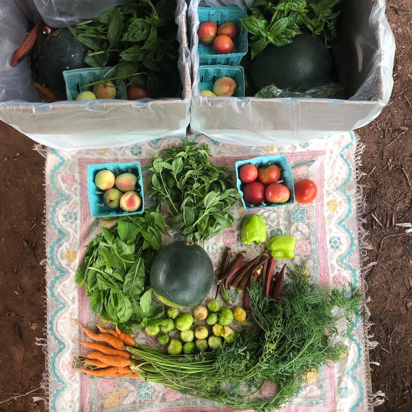 CSA Week 14 it&rsquo;s juicy!!