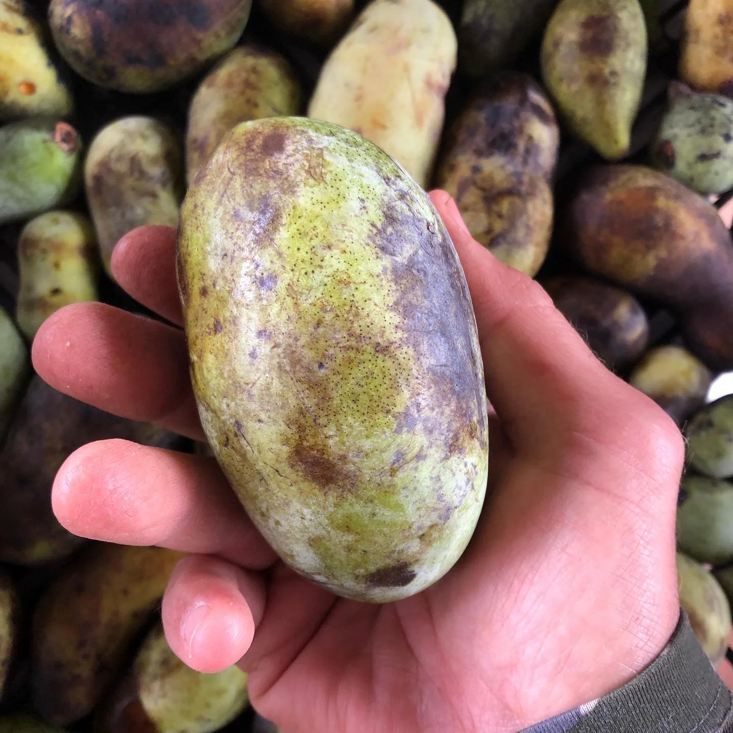 Pawpaws!
15 years ago I ate my first pawpaw. This year I was excited to share the hunt with my coworker @purgatailory  If you can remember the thrill of hunting for Easter eggs when you were young you know the excitement.  As a farmer who works at gr