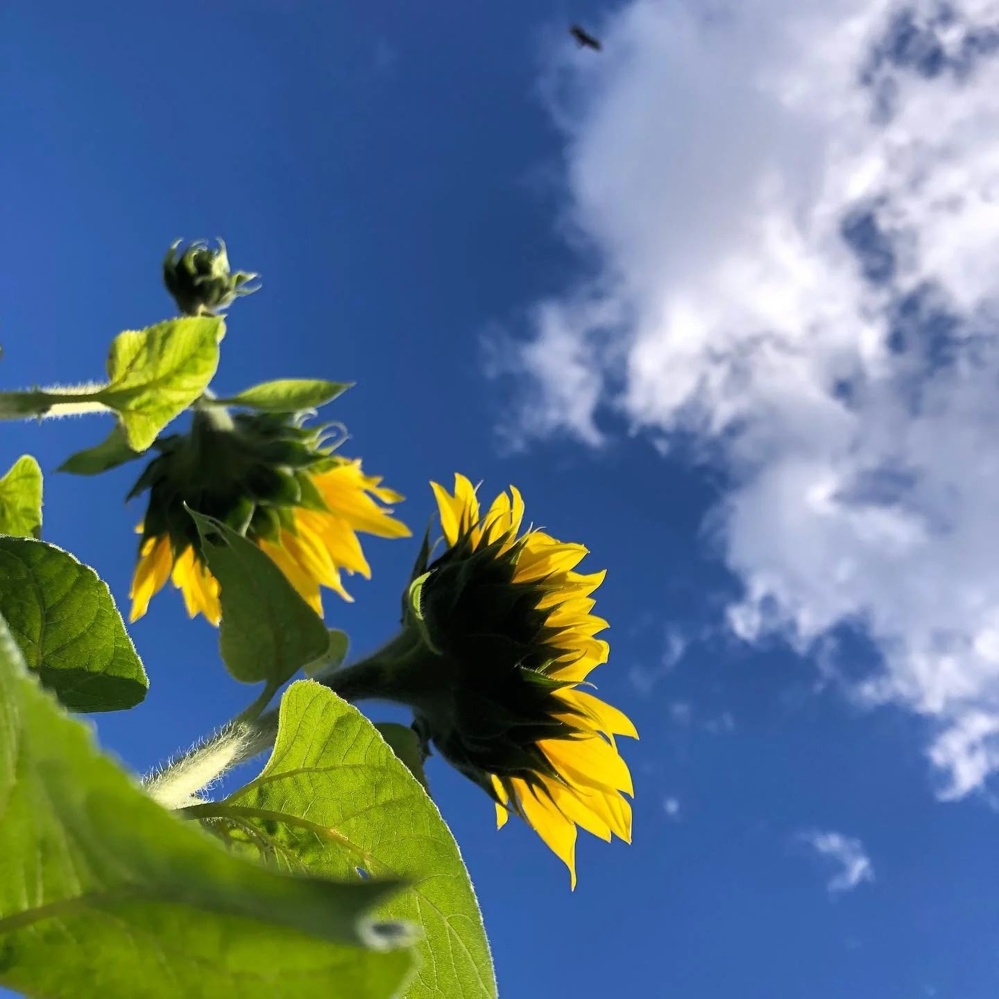 If flowers were our currency&hellip;