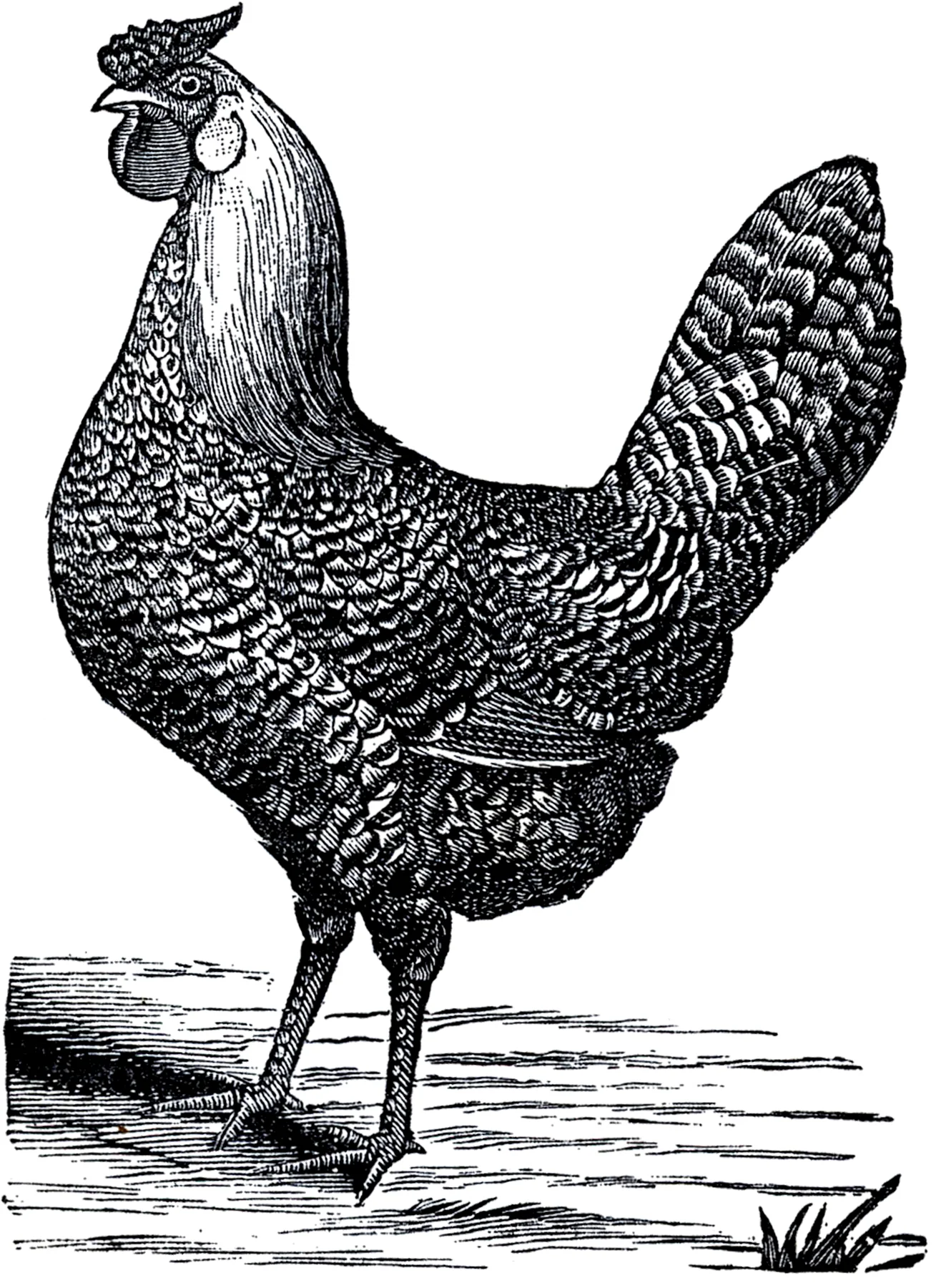 The Chicken or the Egg