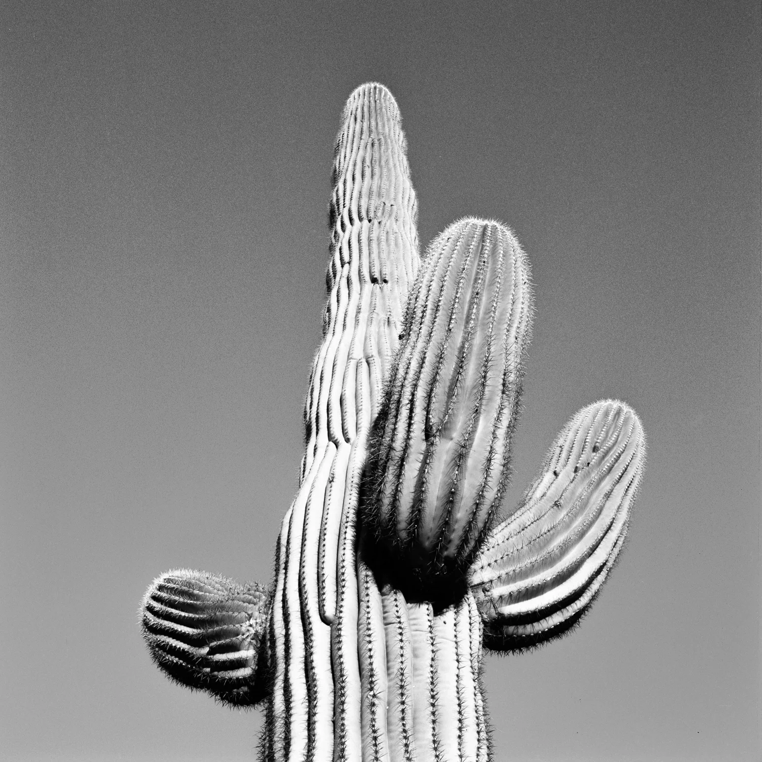 SONORAN SAGUARO. INTERSTATE 10, ARIZONA.