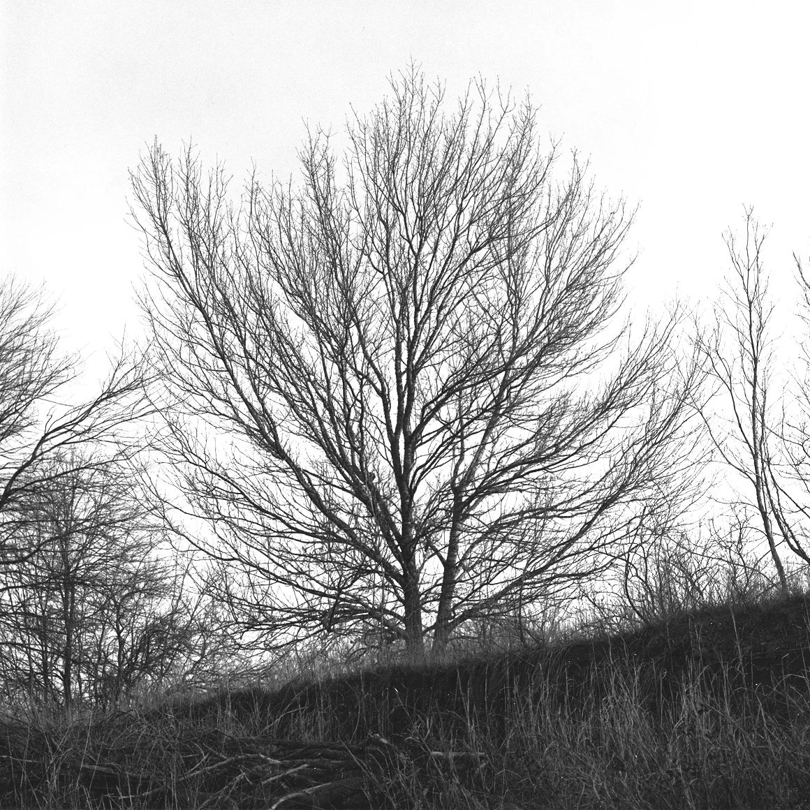 DORMANT TREE. AUSTIN, TEXAS.