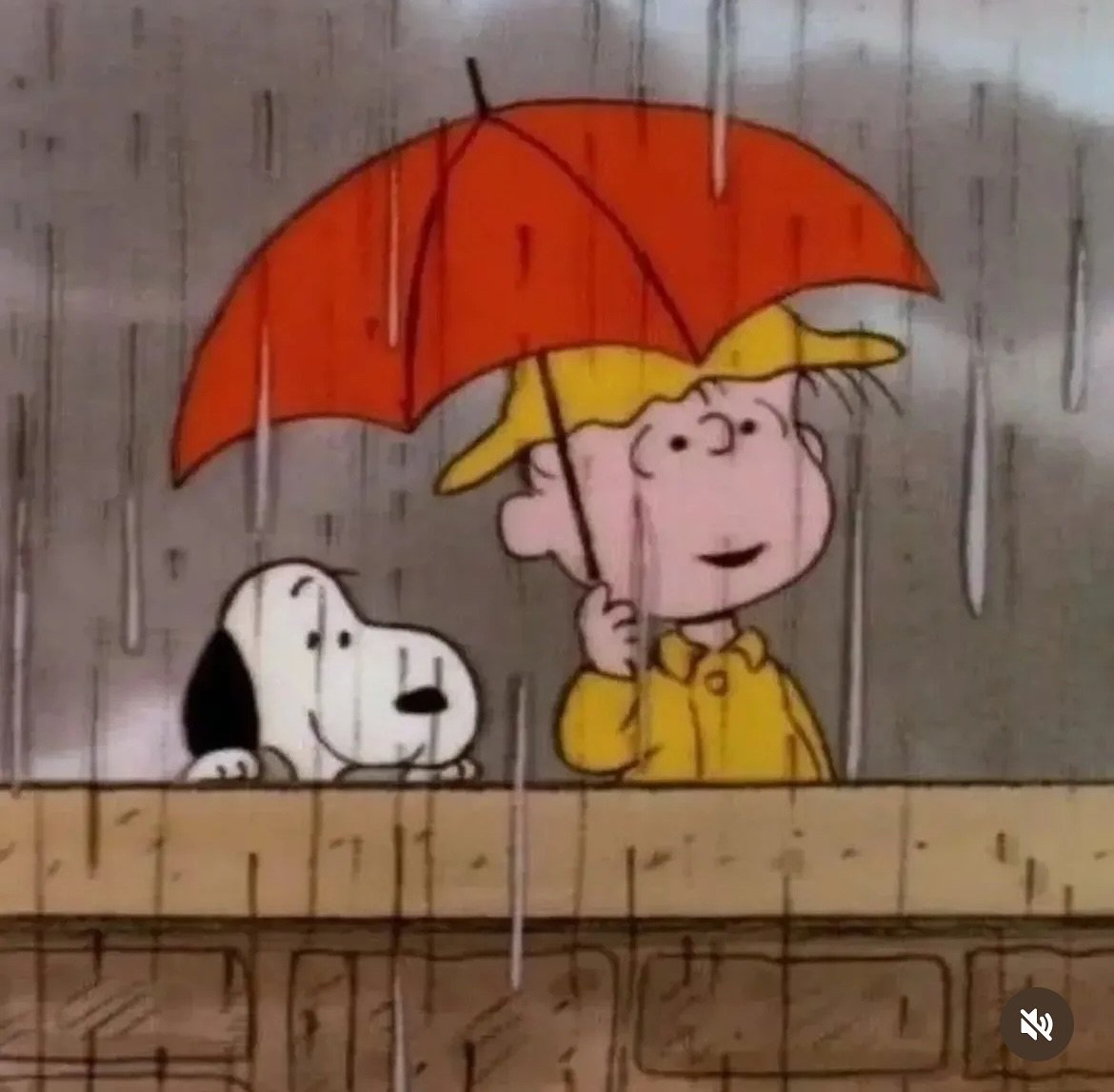 Happy soggy King&rsquo;s Birthday day ☔️🐾

#singingintherain #soggydogday
