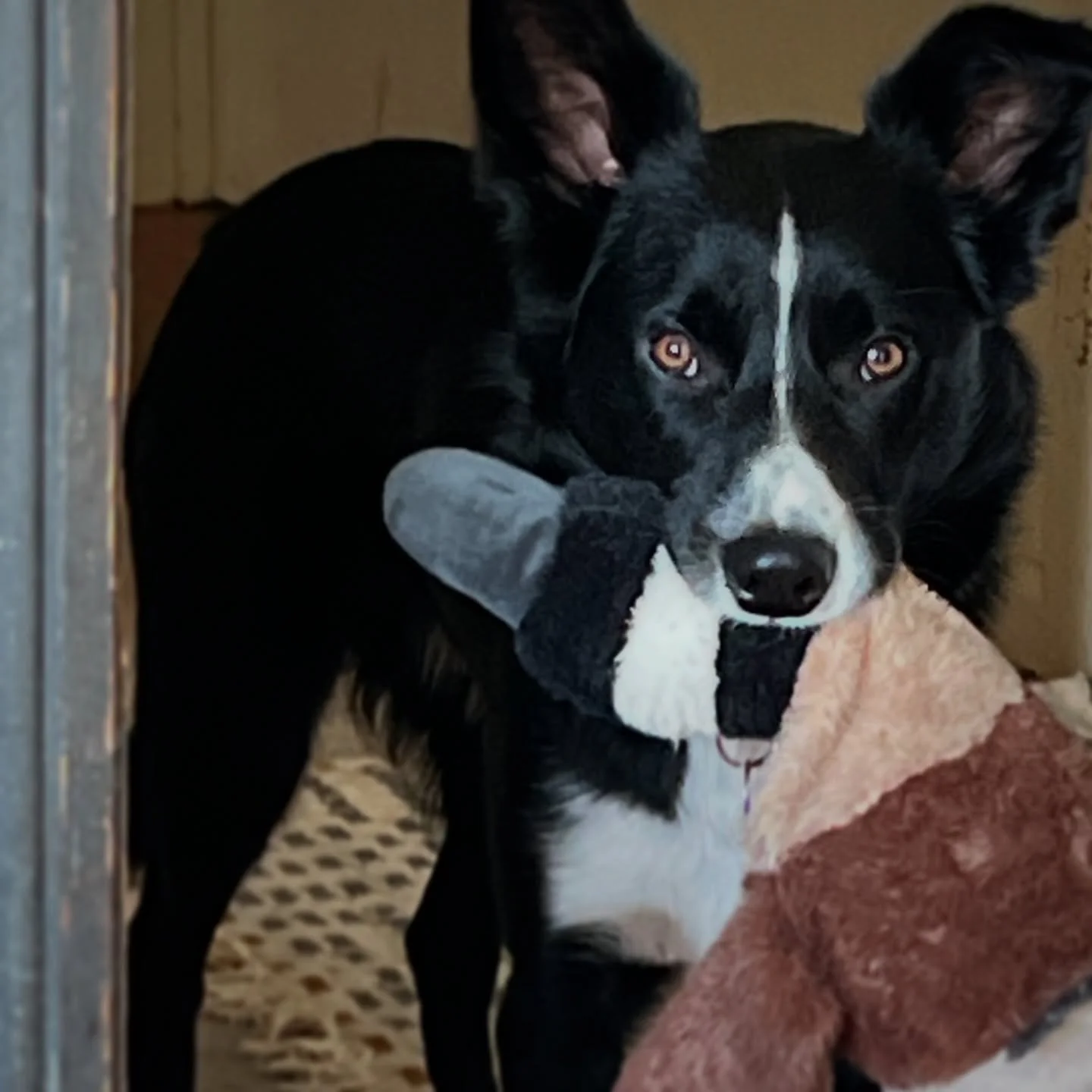 When it&rsquo;s been almost a week as a cone head&hellip;.

#amomentsrespite #favouritegoose #pleasenomorecone #notveryworkingdog