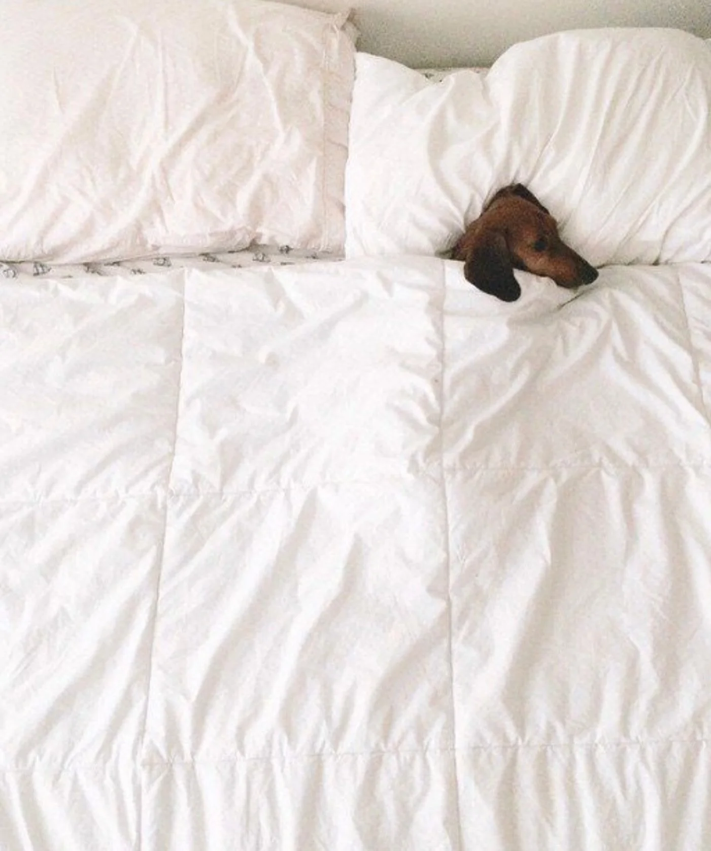 Any better ideas for today?☔️🐾

#justabitcold #idealspot #especiallywithadog