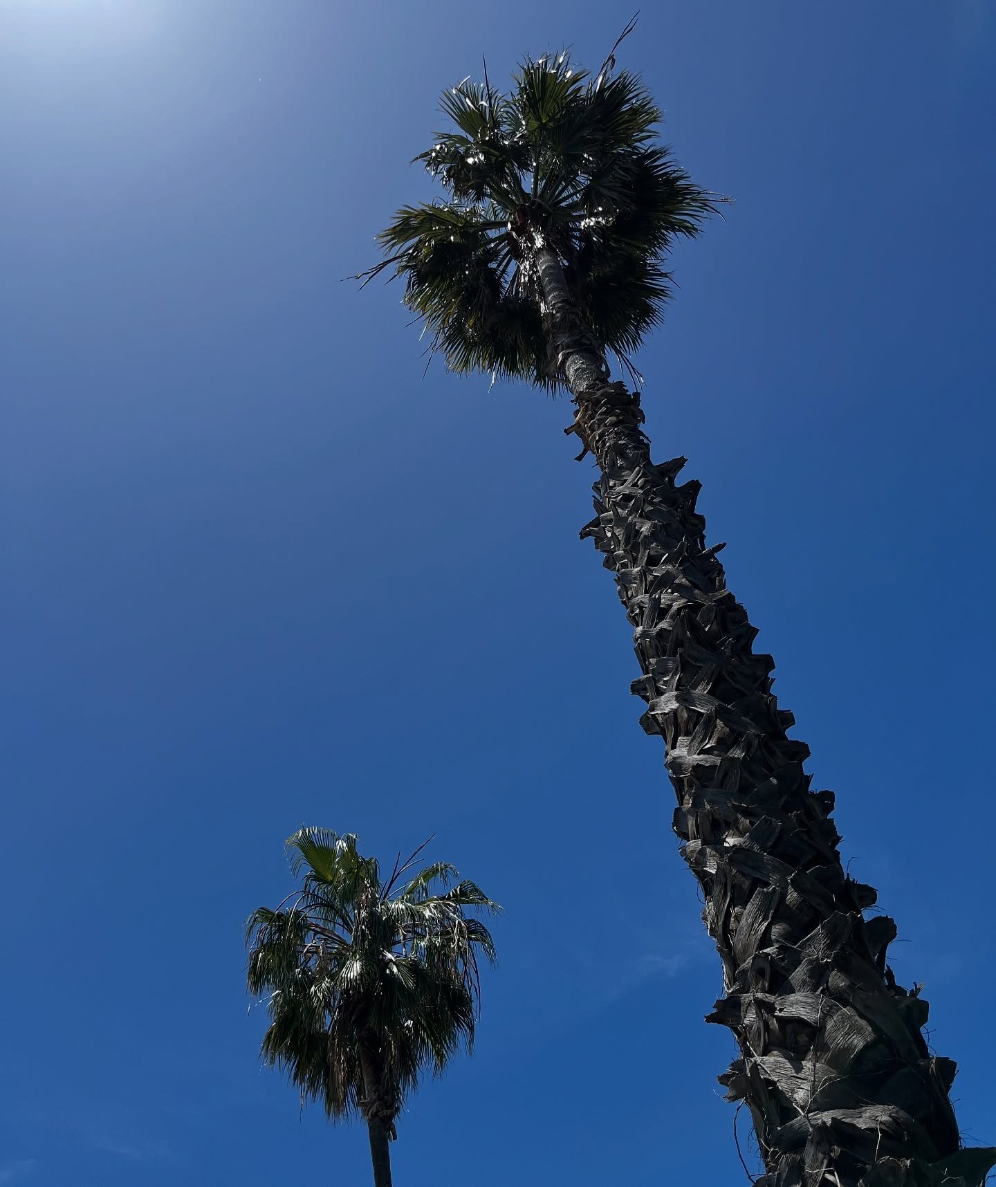 Hello sunshine 💚

#welcomeback #wevemissedyou #melbourneweather