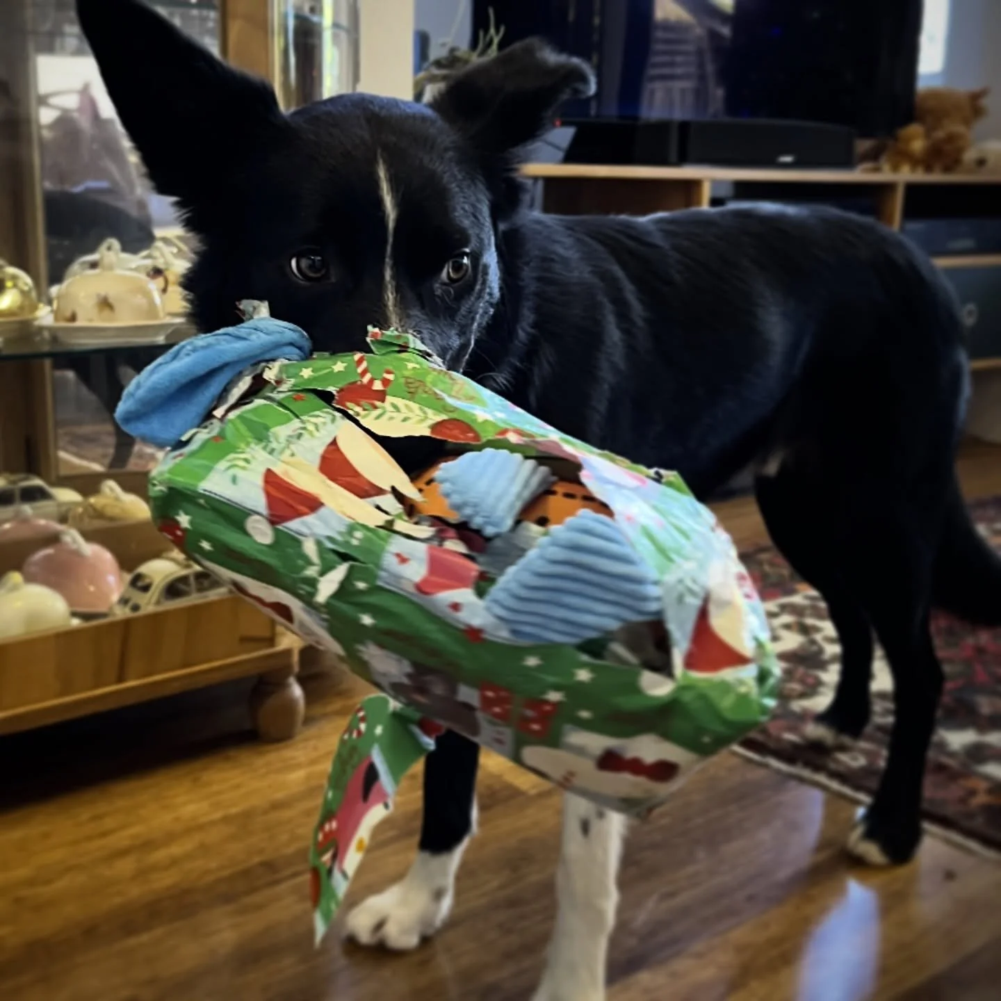 Someone got their first ever Christmas present - it&rsquo;s a very happy squeaky Christmas for him!!!🍔🤪🐶

#thesqueakierthebetter #unwrappingskillstothefore #notveryworkingdog 🐾🎄