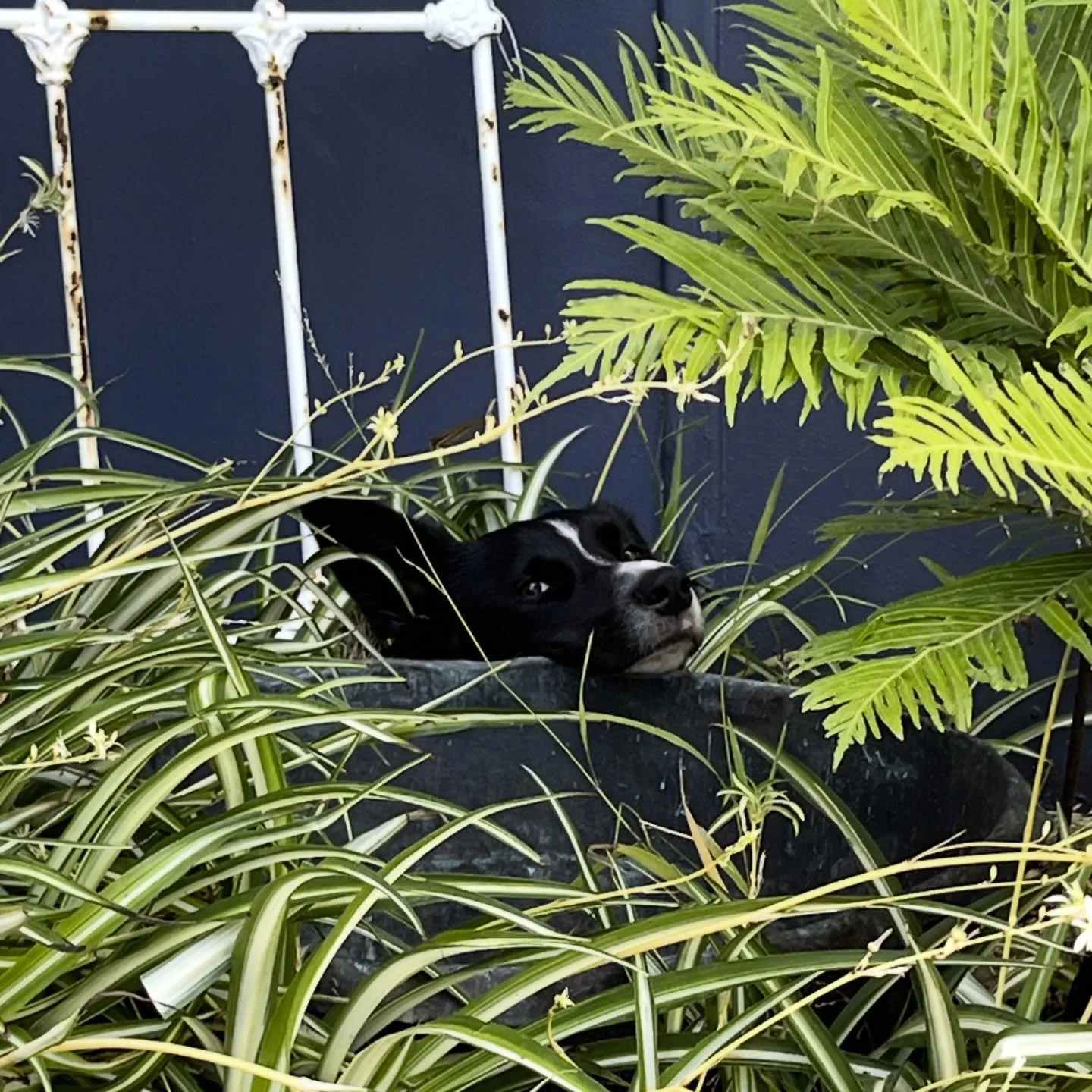 A rare sighting in the wild today of &lsquo;Canus Gardenus&rsquo; 🐾🤡

#lovestogarden #createyourownfun #notveryworkingdog