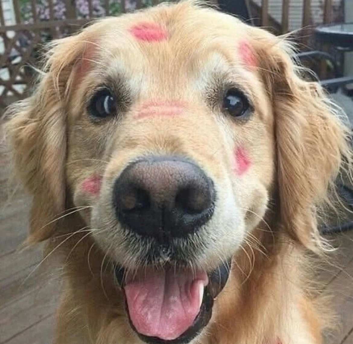 Happy V Day to all you lovebirds 🐾&hearts;️&hearts;️&hearts;️

#valentines #biglove #lovetheoneyourewith 🐾&hearts;️