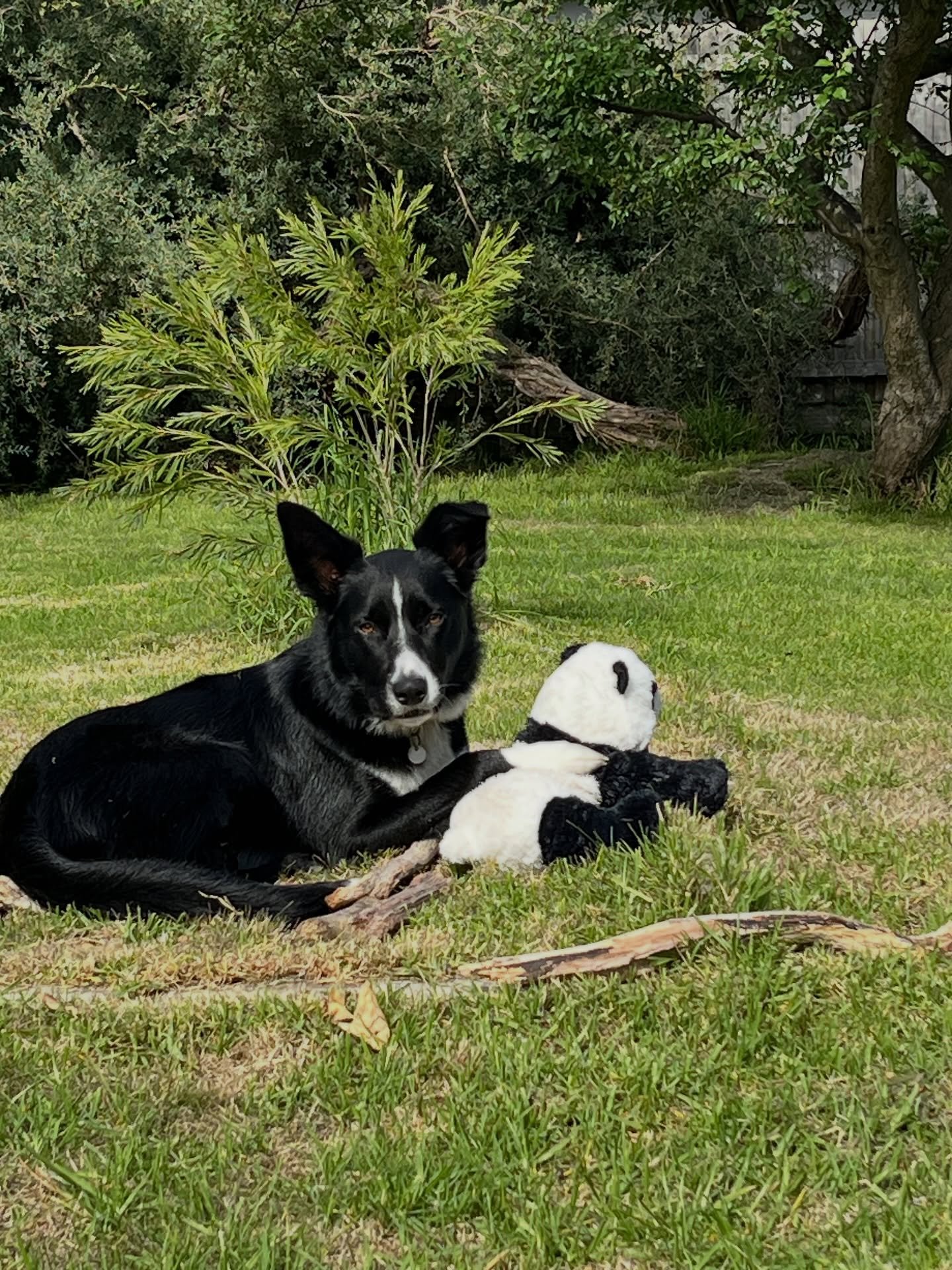 Slow Sunday for the kid 🐾🐼🖤

#pandalove #slowsunday #notveryworkingdog