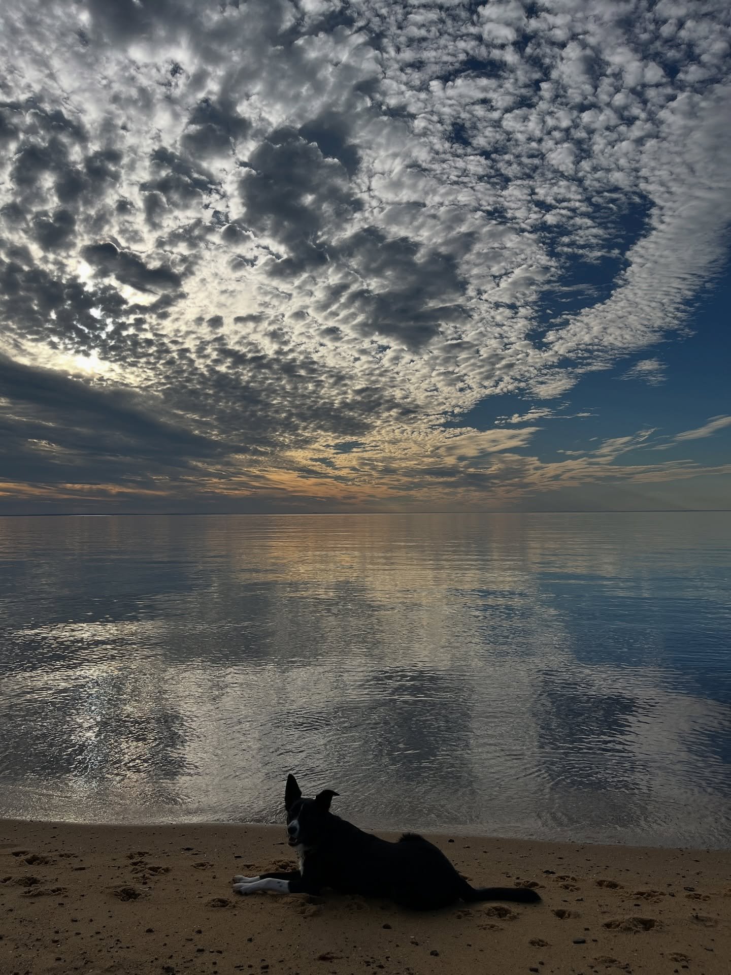 Catching the sunset 🐾💙

#magicalday #lifebythesea #notveryworkingdog