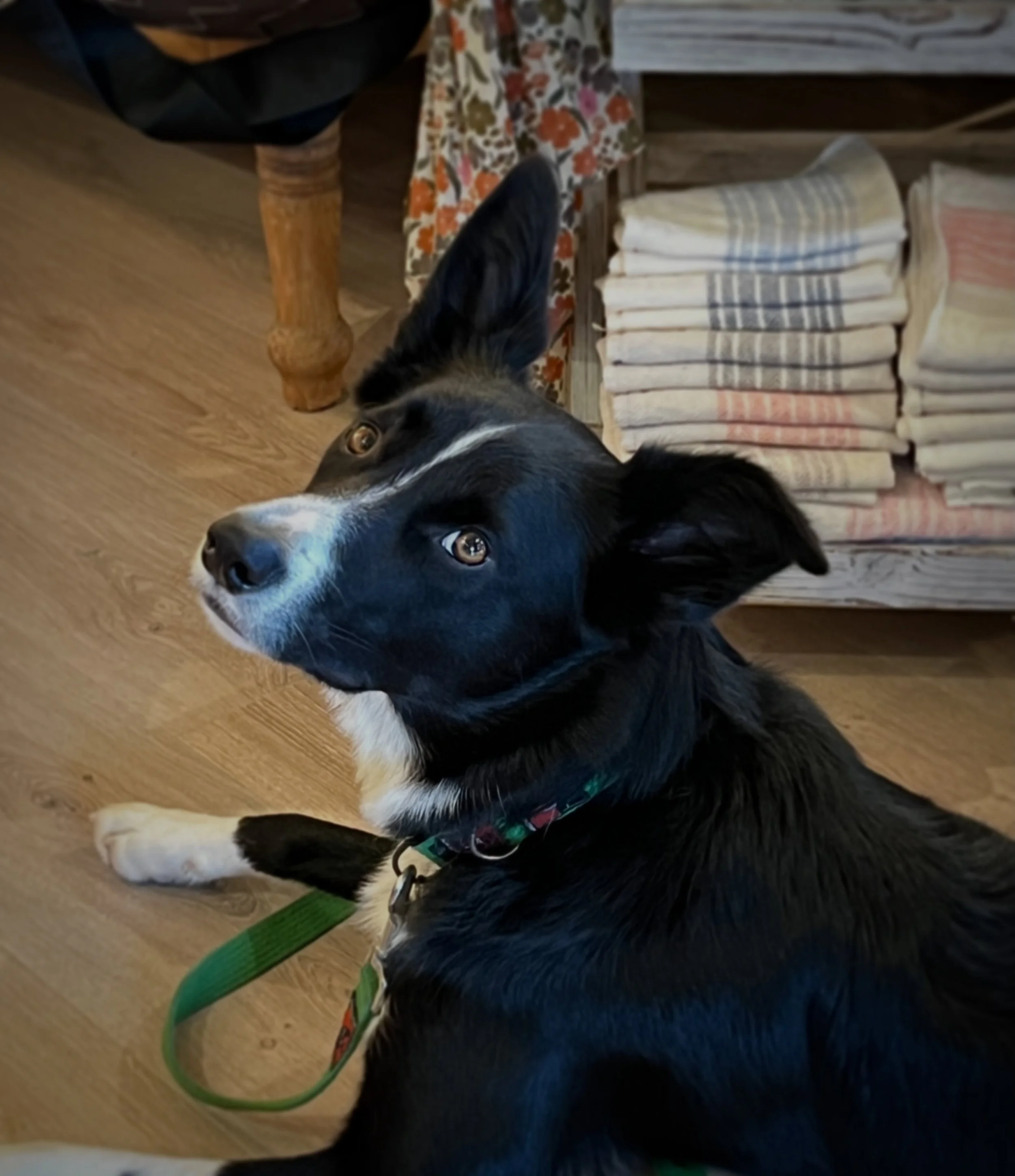 Shop dog in training 🐾🤍🖤

#didok #roomforimprovement #notveryworkingdog