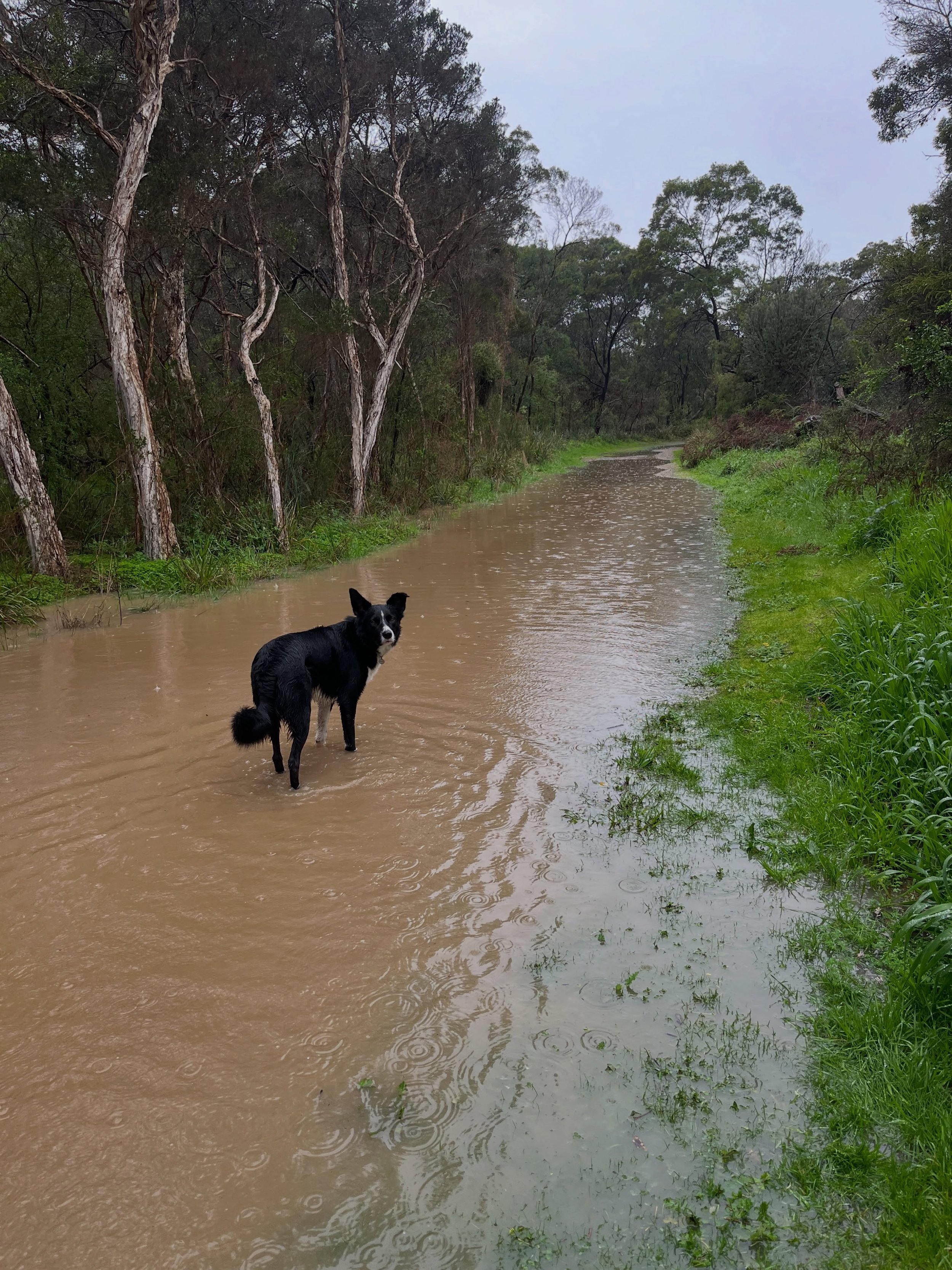 Only dog in sight today&hellip;☔️💧⛈️🌂🐾

#rainorshine #bordercolliesneedtorun #notveryworkingdog