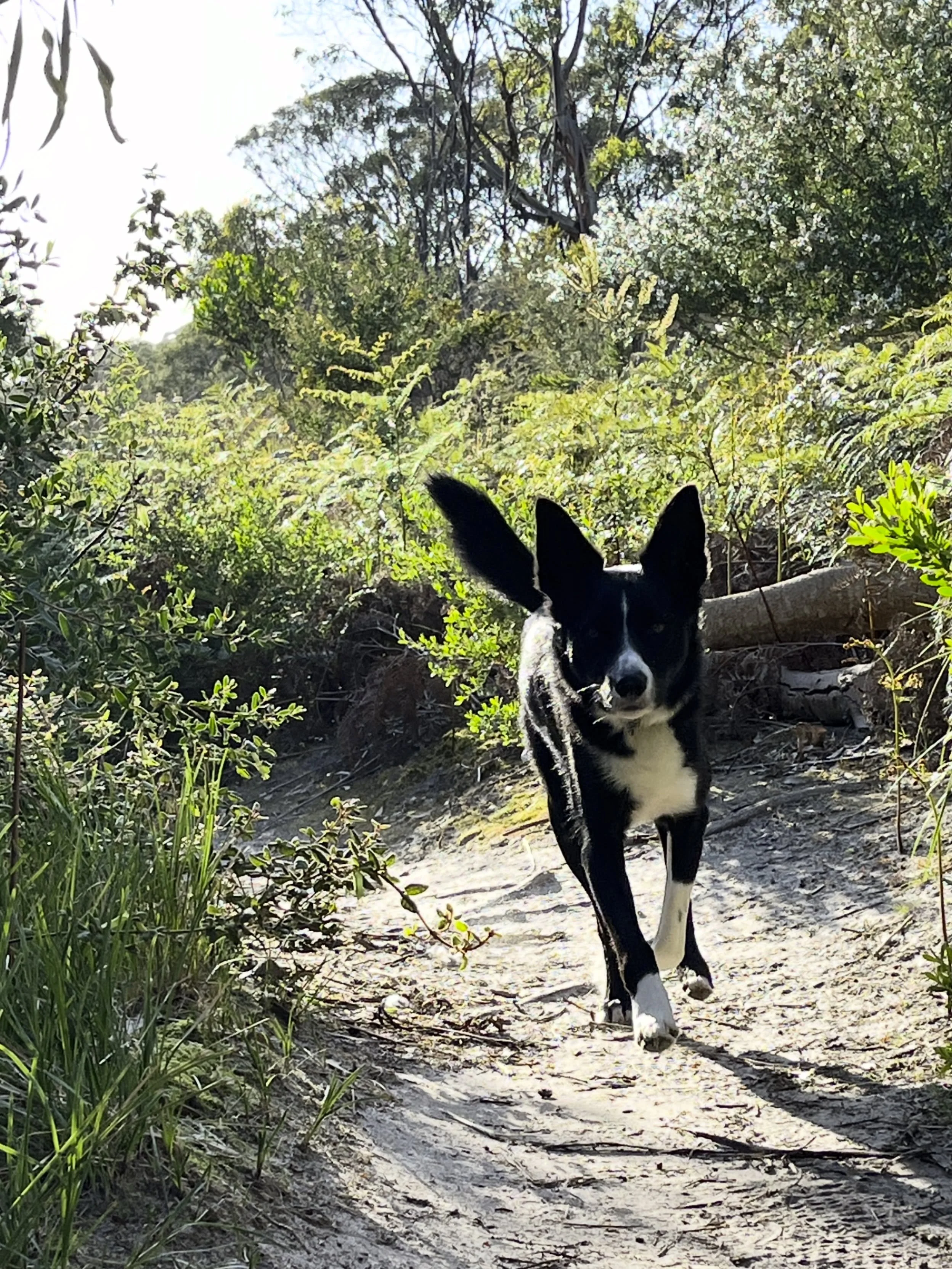 Everyone&rsquo;s springing into Spring!🐾🤍🖤🌼

#springoutfit #itstheseason #notveryworkingdog