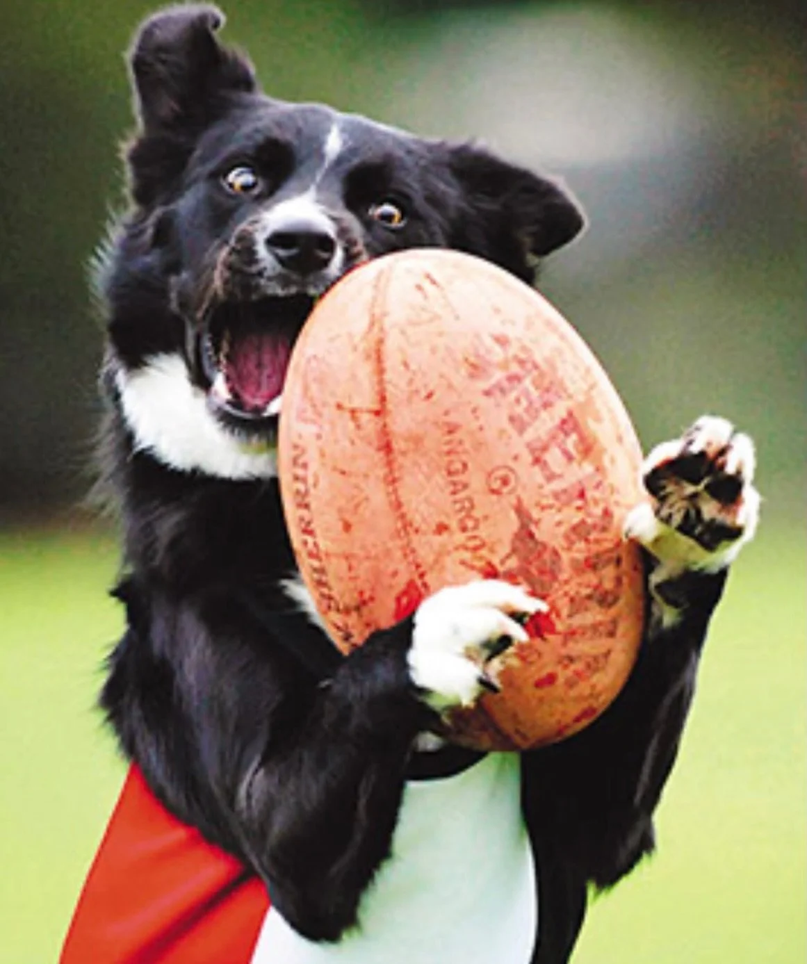 Wrong jumper but right game 🏉 🐾
We&rsquo;re all geared up for a big GF Day in Melbourne Town and beyond! 

We&rsquo;re open in Hawksburn 9.30-3
and Mt Martha.

#thebigdogsfly #somethinglikethat #grandfinalfever #justoneday 😅