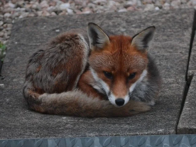 Last night I dreamed about a sweet small little orange fox curled up at night in a little box so so sweet