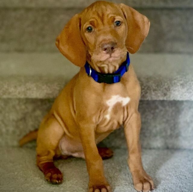 Oh I&rsquo;ll pose for your pic, but you&rsquo;ll need to work for it! IG vs reality! 👉🏻. #archieblue #vizsla