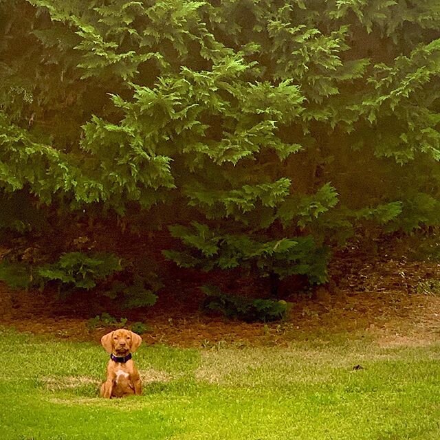 Loves this little hole in the grass. Wants to play with his girl Helen! #archieblue #vizsla #vizslasofinstagram