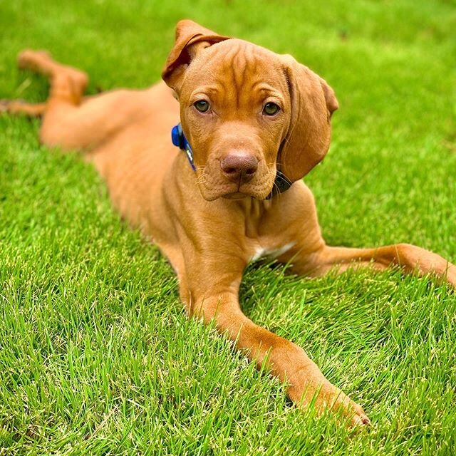 This Baby Shark is settling in well. Gained a few pounds and really close to sleeping through the night! #archieblue #vizsla