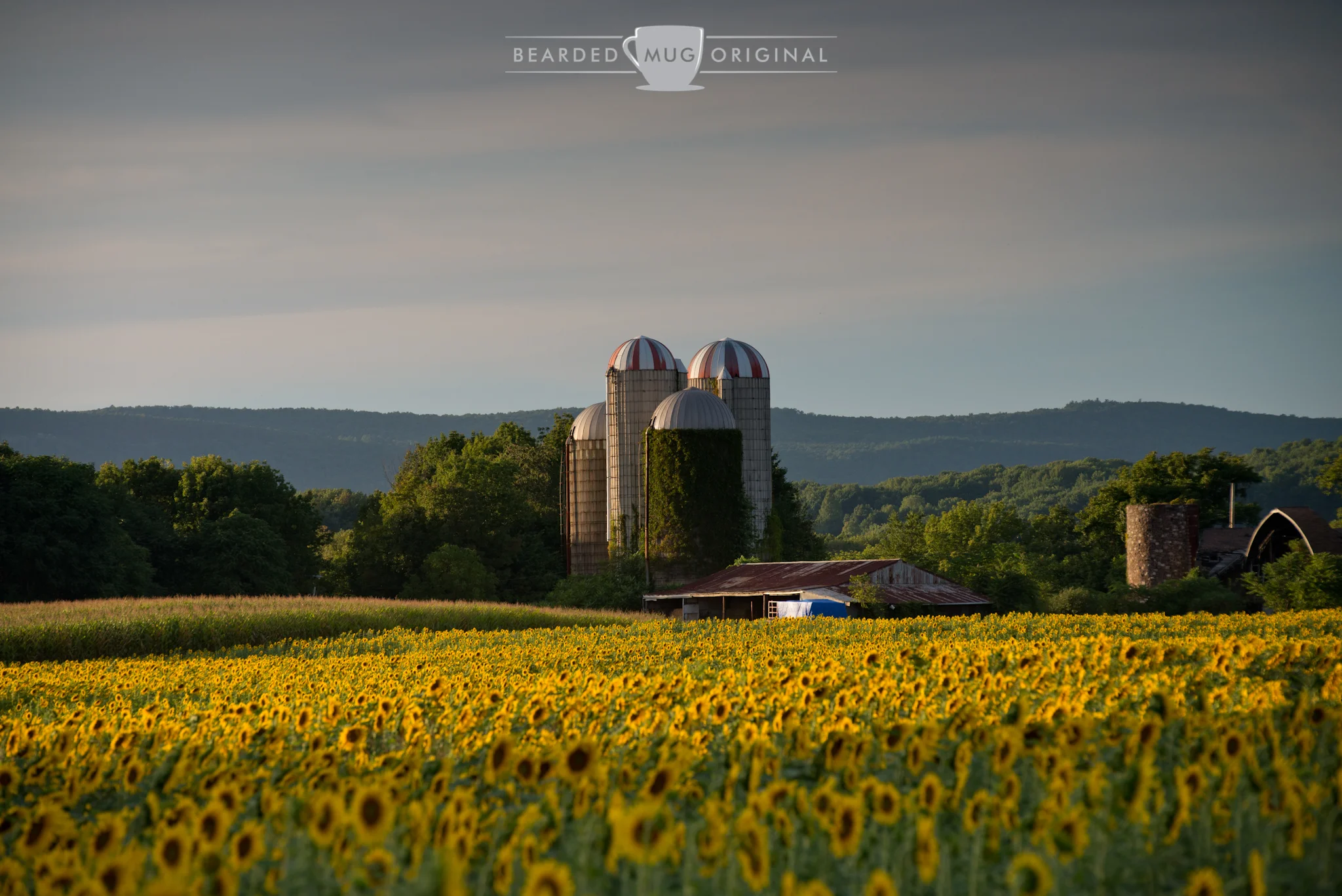 Who doesn't enjoy a good sunflower field with an assembly of stave silos watching over it?