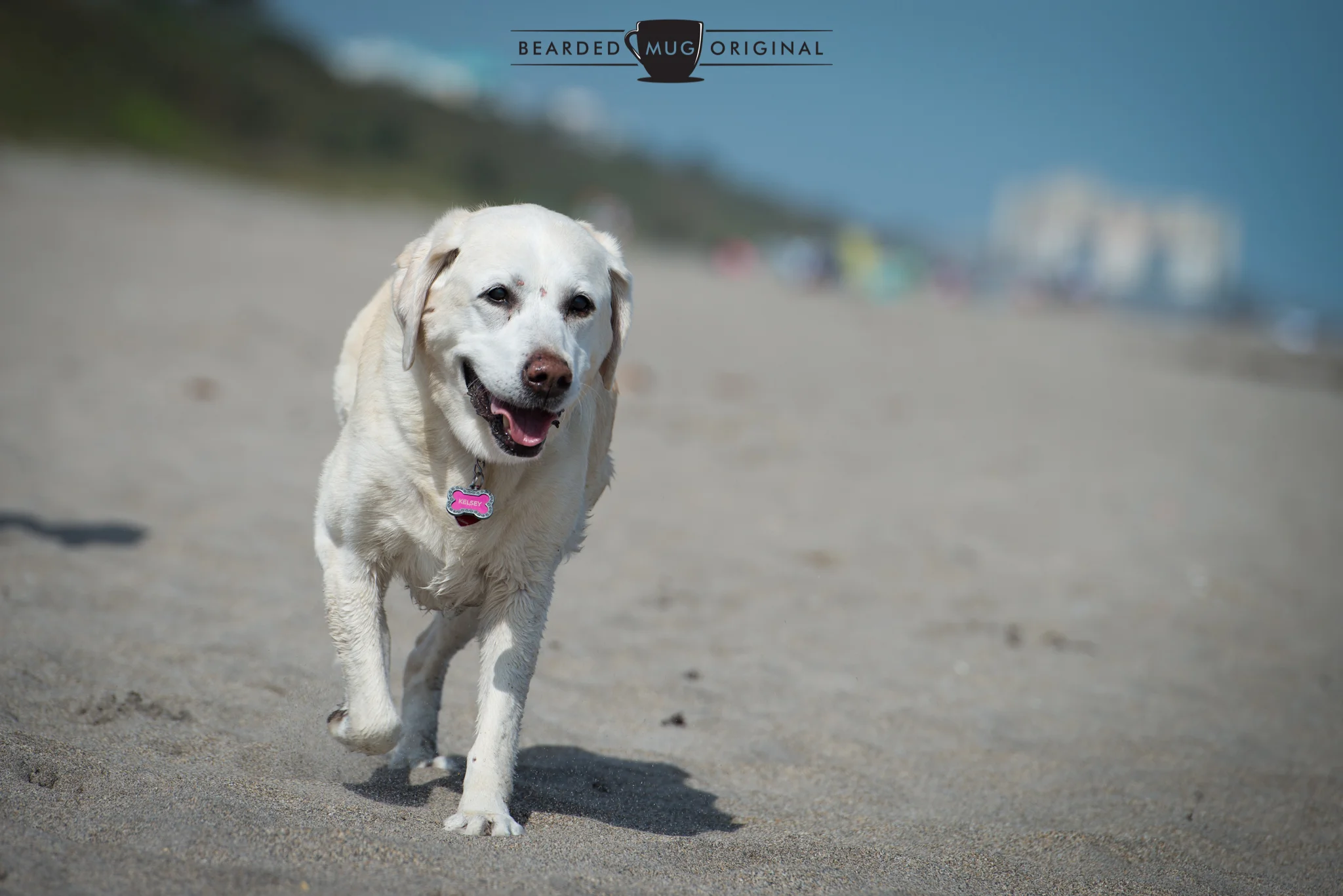 Kelsey says "Thanks for reading! Can I have a treat now?"
