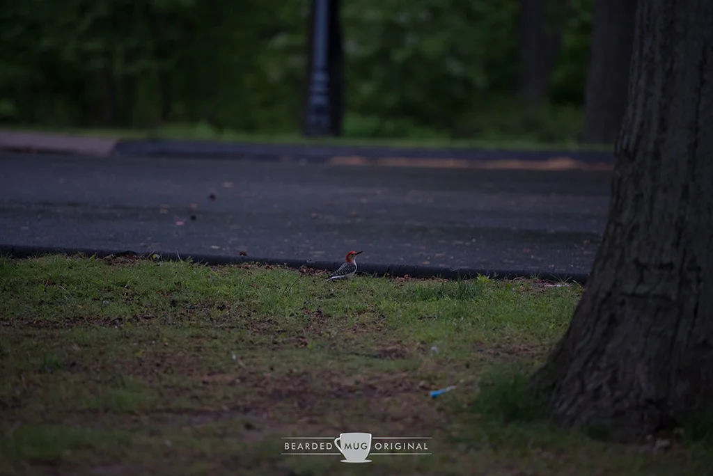 DSC_1152.jpg