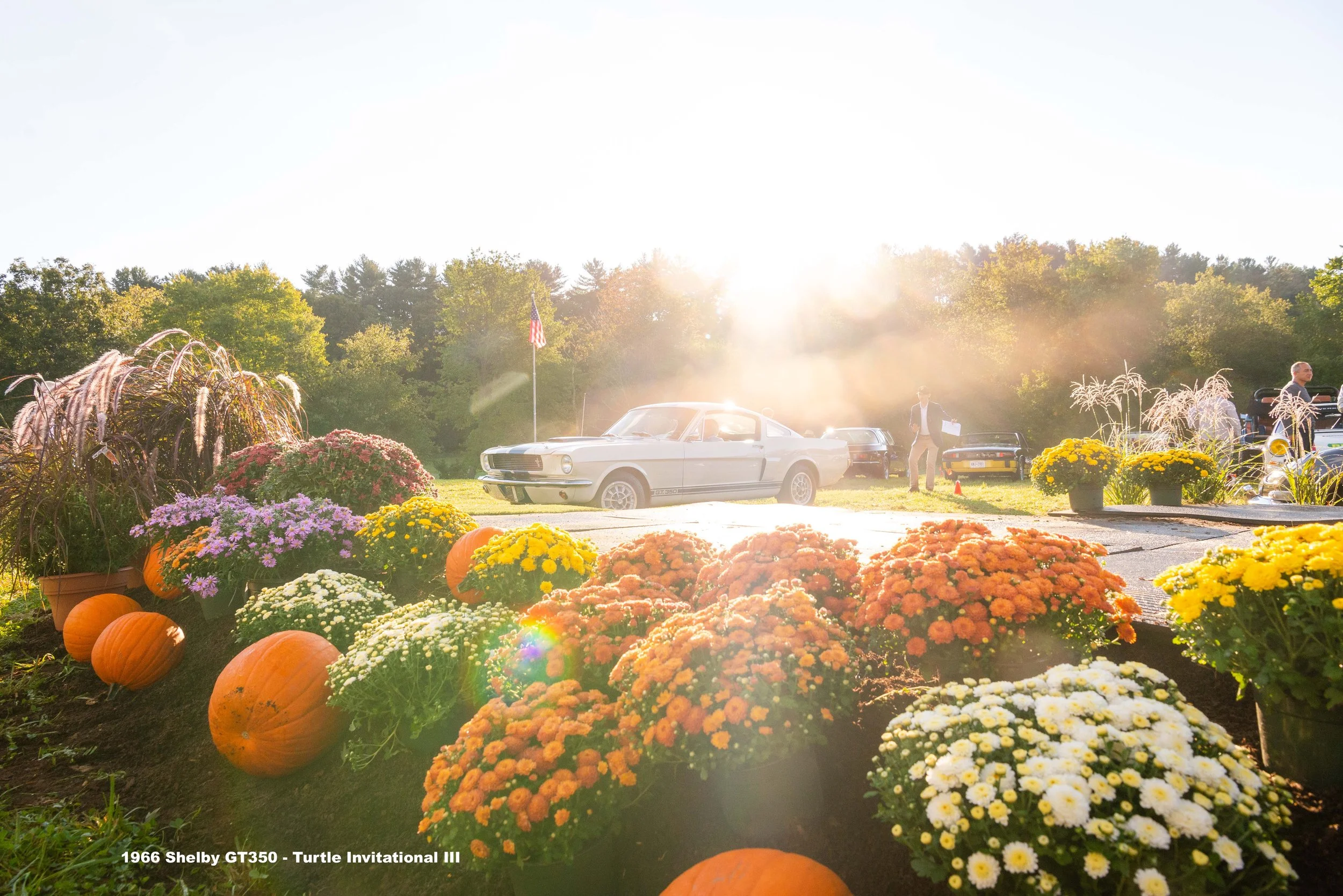 ShelbyGT350.jpg