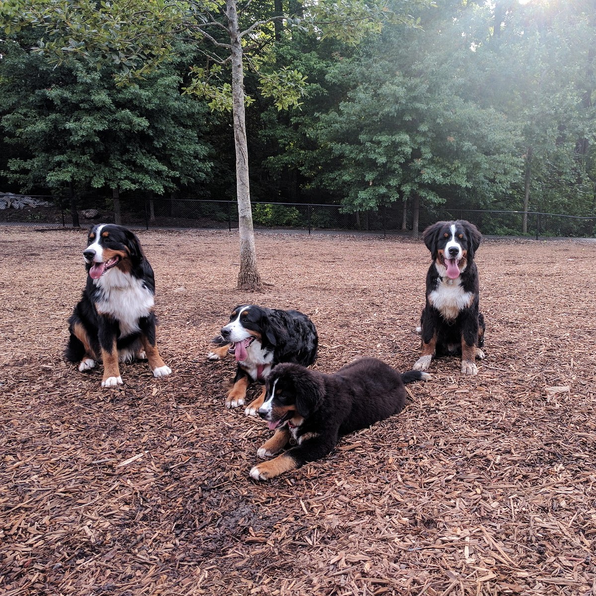  Hondo had a playdate with some area Berners in ATL! 