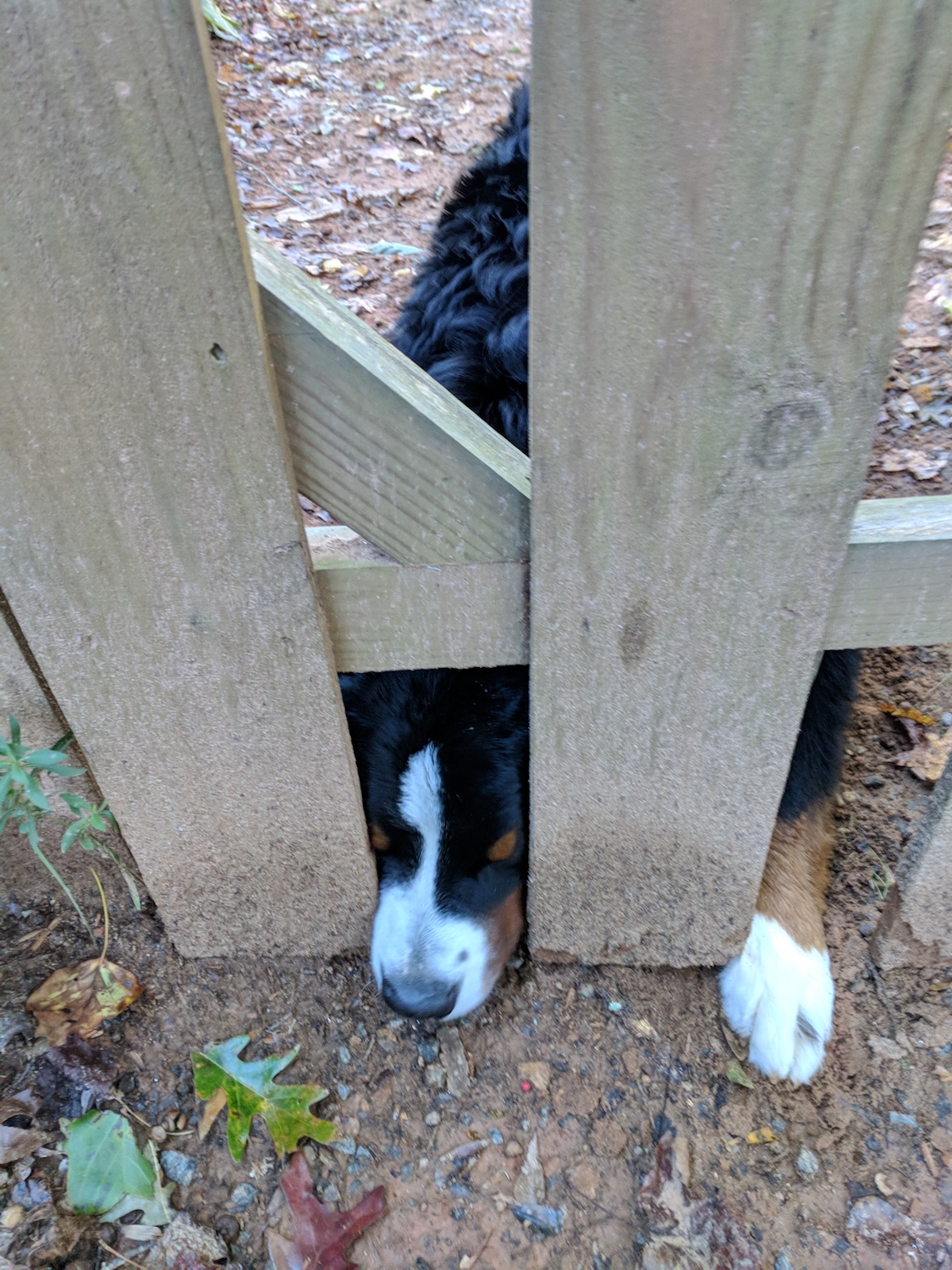  Hondo throwing a fit because papa was leaving for work. Silly pup. 