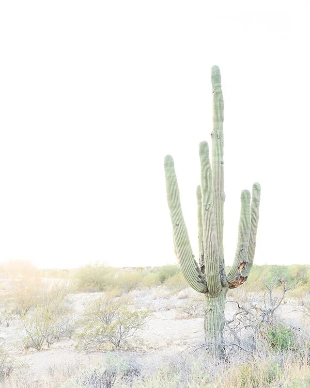 There are moments before, during, and after your session that I&rsquo;ll sneak in a beautiful shot of our location. .
.
I always try and include these images in your gallery, so you have a variety of pictures to choose from when you are creating gall
