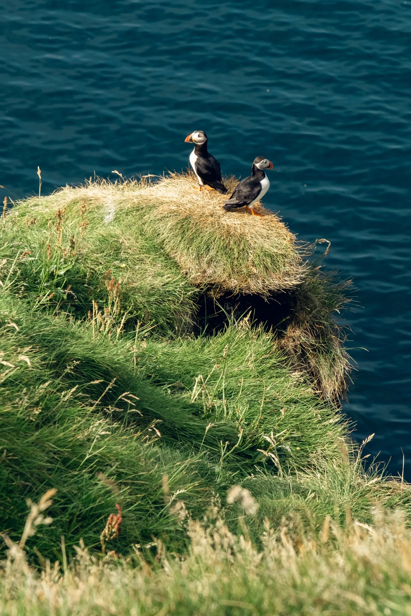 ISL_Vestmannaeyjabær-Puffin Lookout-Brandon Payne_073.jpg