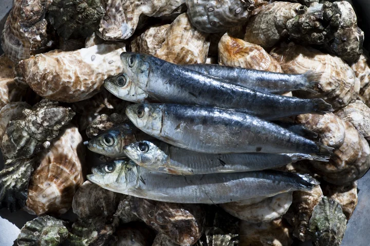 Oysters & Fish