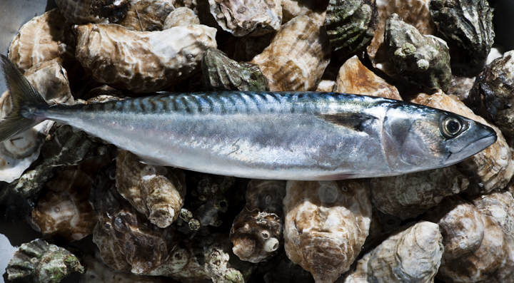 Oyster Shells and Fish