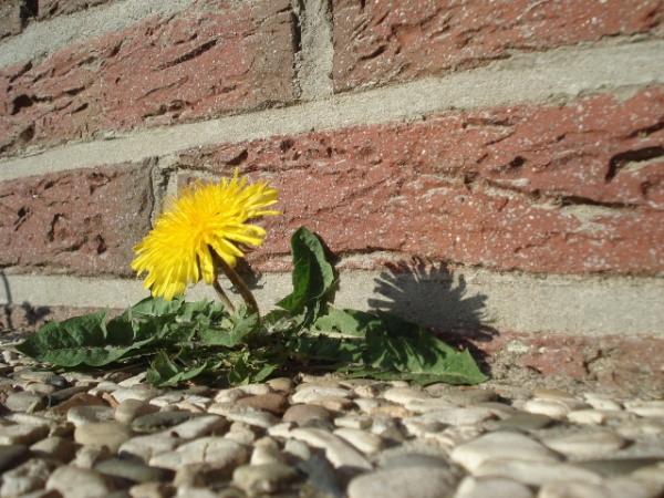 The often hated Dandelion :-(.