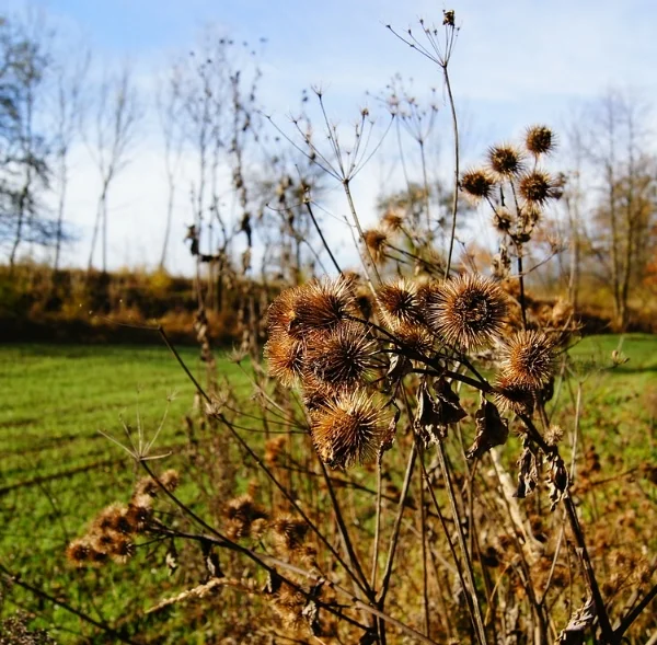 The Burrs of Burdock. Recognize these?