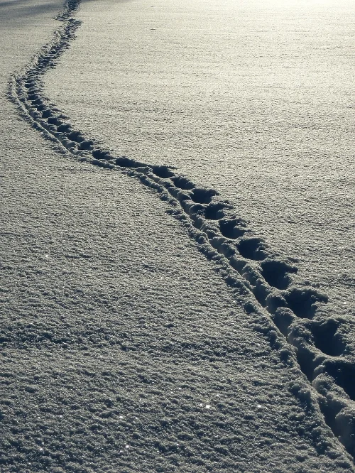 snow-69830_1280.jpg