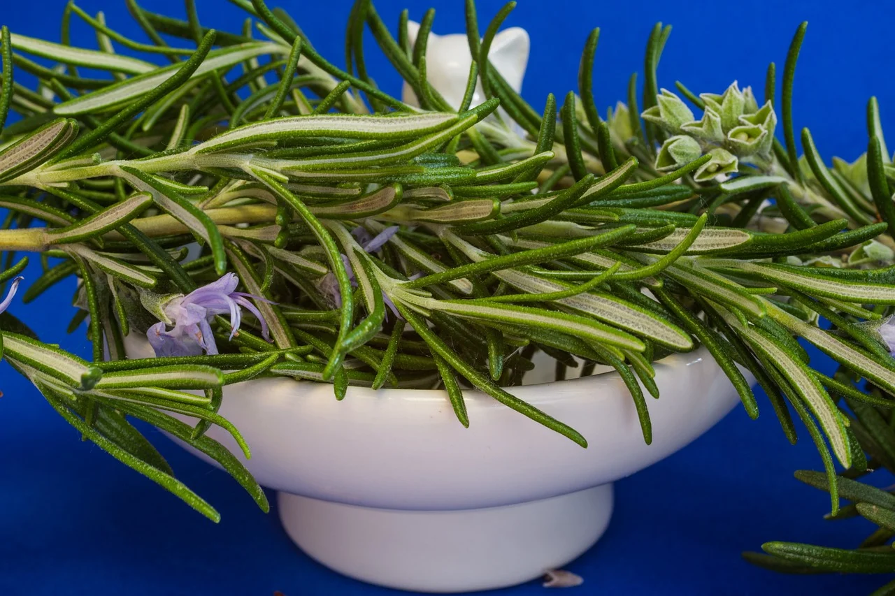 rosemary-1409063_1280.jpg