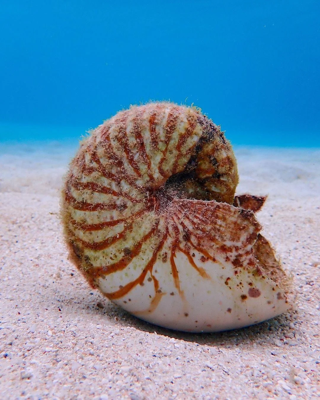 Beneath the surface of the Great Barrier Reef, treasures like this wait quietly to be discovered. The nautilus, with its perfect spiral and soft, pearly hues, has been drifting through our oceans for millions of years &mdash; a living link to the dee