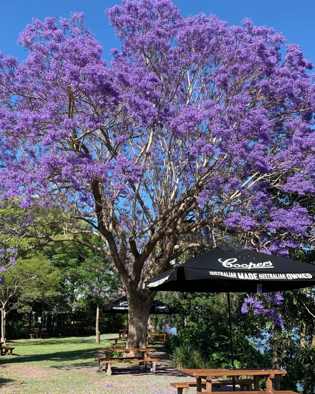 Purple blooms, river views, and spring in full swing 💜
Every year, Grafton bursts to life for the Jacaranda Festival — Australia’s oldest floral celebration. Streets, parks, and riverbanks transform under a canopy of purple, with parade