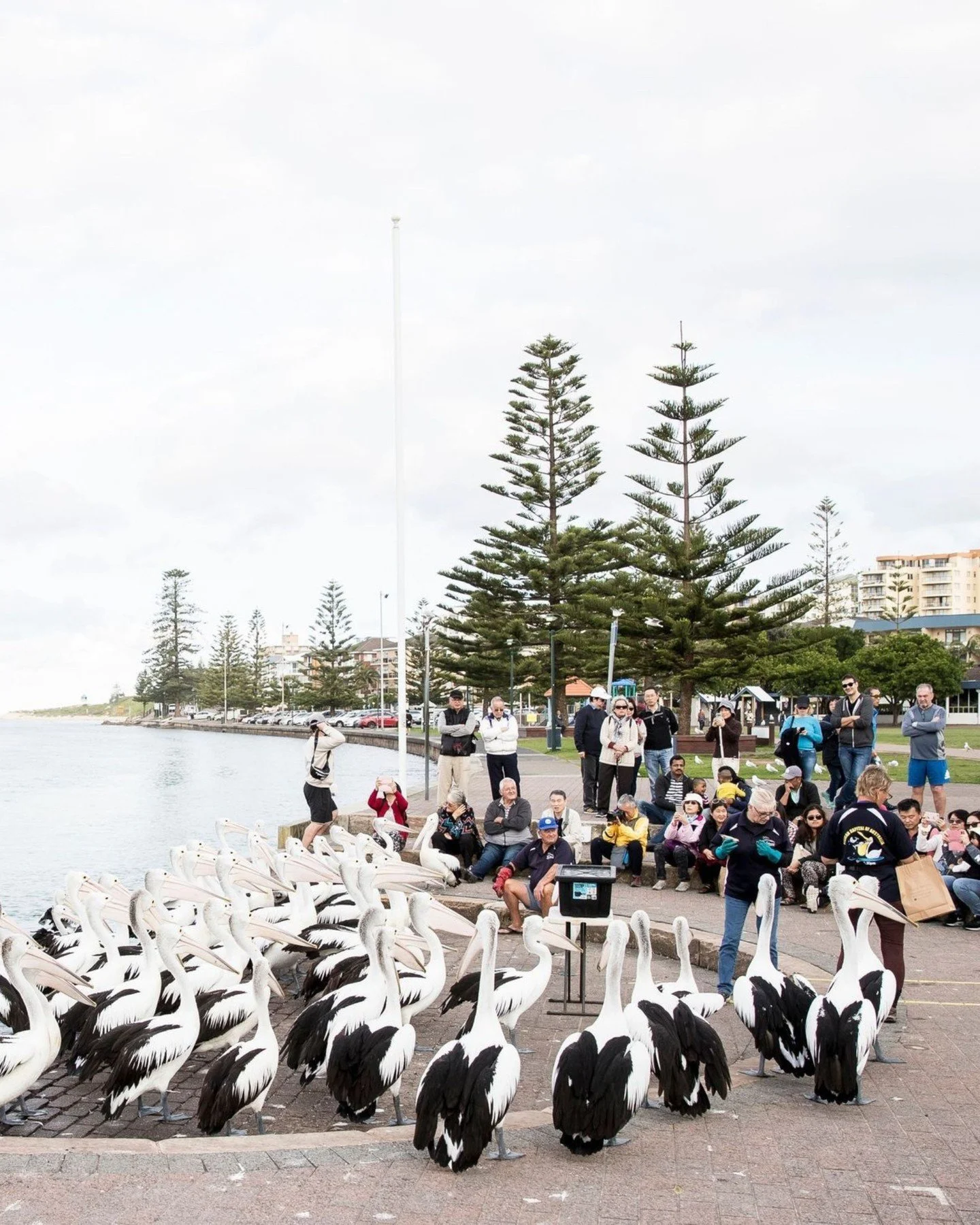 See one of the Central Coast’s most iconic sights up close with Pelican Time at Pelican Plaza, The Entrance.
Hosted by Marine Wildlife Rescue Central Coast, this free eco-friendly experience runs every Saturday, Sunday, and Public Holiday (exc