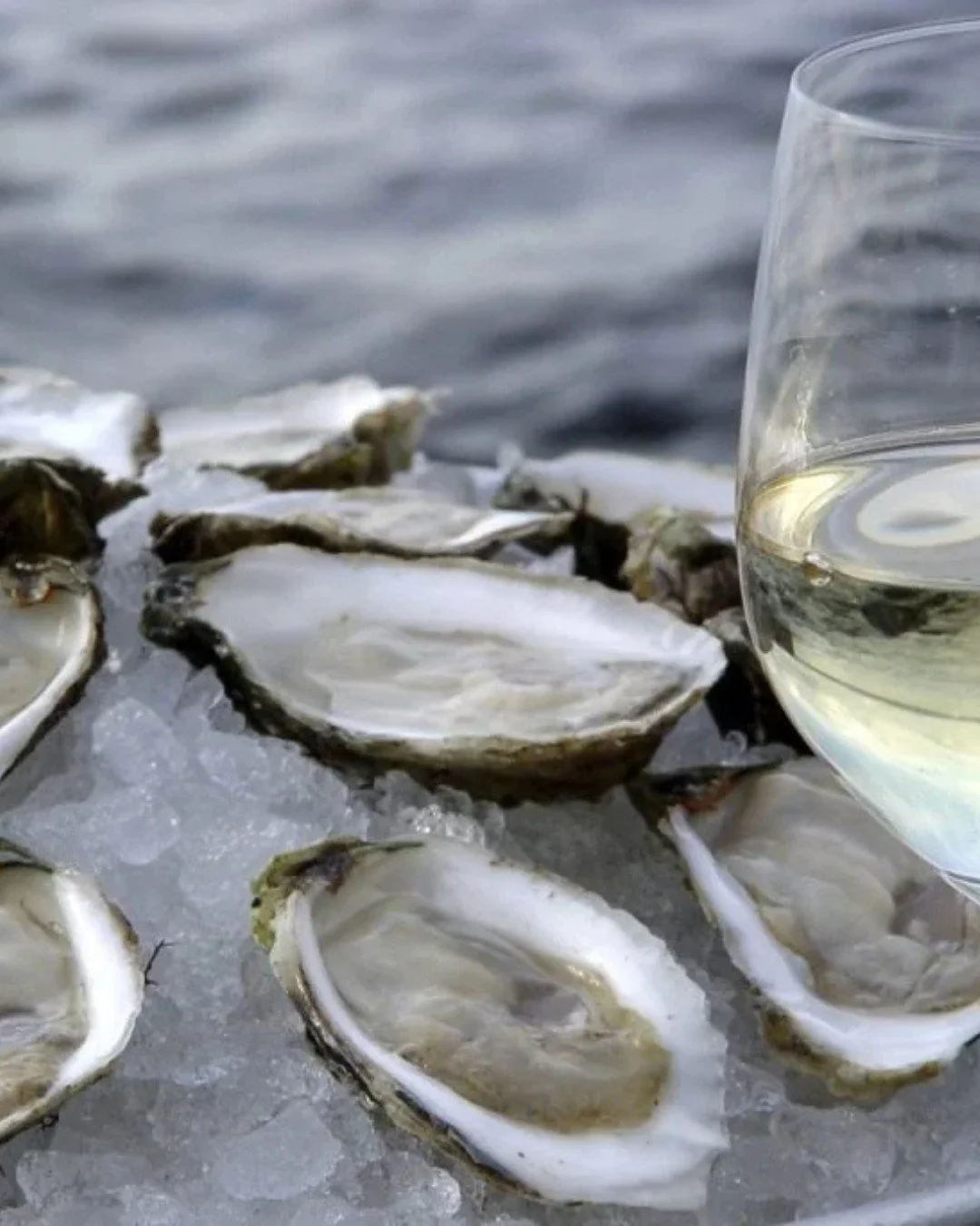 A Coastal Day Worth Shell-ebrating! π¦ͺ
Spring on the Central Coast means sunshine, sea breeze, and fresh seafood — and the Brisbane Water Oyster Festival is the perfect way to enjoy it all. πΆπ
Join the fun on Sunday, 9 November 2025 (9am&nd