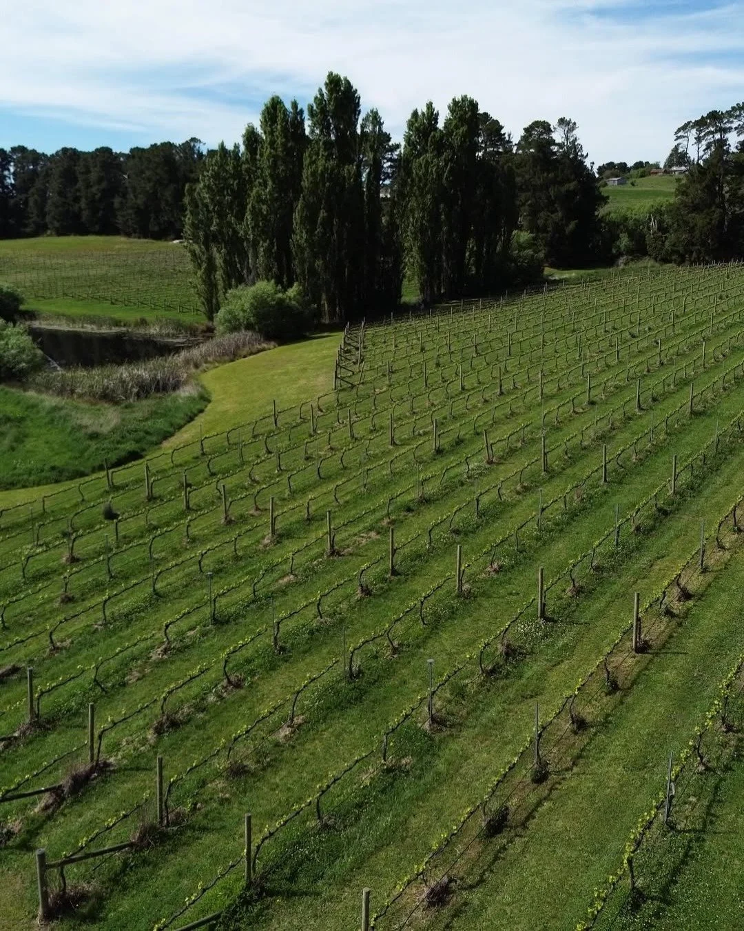 Just 11 minutes from de Russie, @wordofmouthwines sits high on the eastern slopes of Mount Canobolas at over 1000 metres above sea level. This small, sustainable vineyard produces single origin organic wines that truly reflect Orange&rsquo;s cool cli