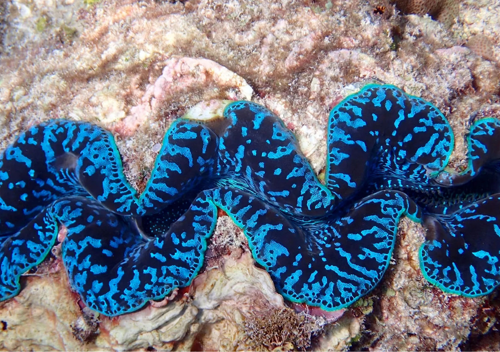 dunk-island-reef-adventures (2).png