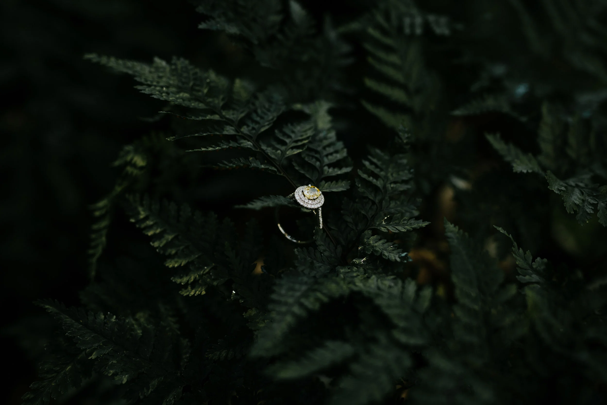 Logan&Irene'sProposal!-57.jpg