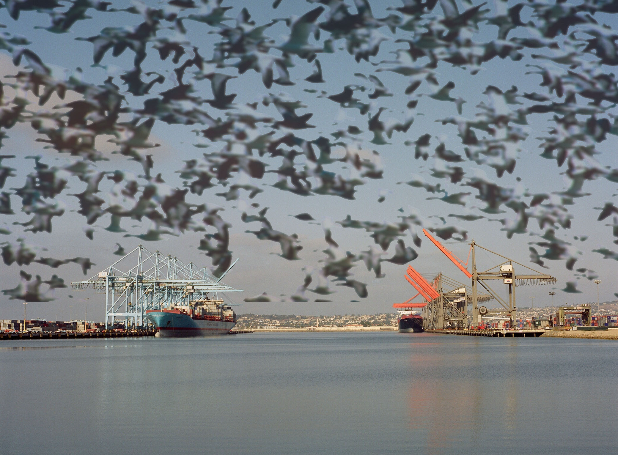 Port of Los Angeles.jpg