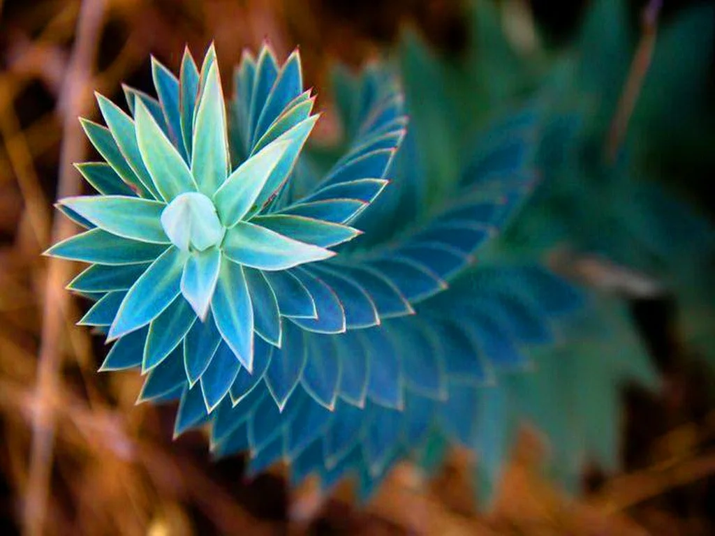 flowers-swirls-greece-swirled-blue-flower-wallpaper-desktop-love.jpg