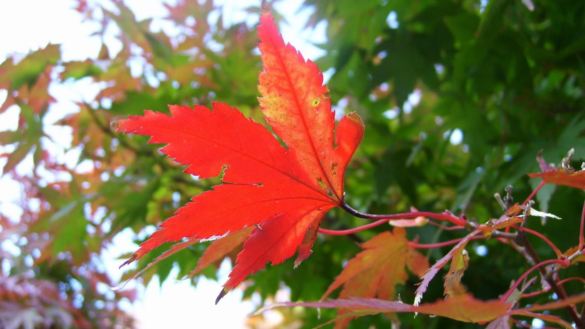 misc-begining-leaf-trees-kierra-thanksgiving-autumn-fullscreen-wallpaper-1920x1080.jpg