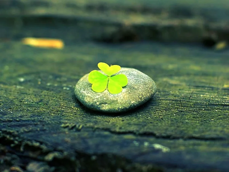 misc-professional-photography-depth-field-cool-wallpaper-for-desktop.jpg